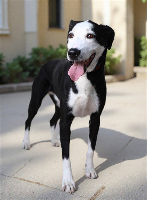 BINGO - Labrador Retriever available for adoption