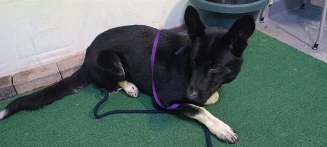 BLAZE - German Shepherd Dog available for adoption