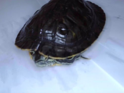 A5785423 - Turtle available for adoption