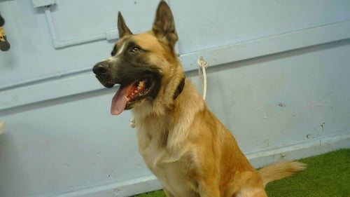 OZZY - Saint Bernard available for adoption