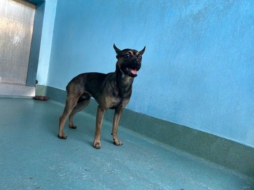 APOLLO - Pug / Chihuahua available for adoption