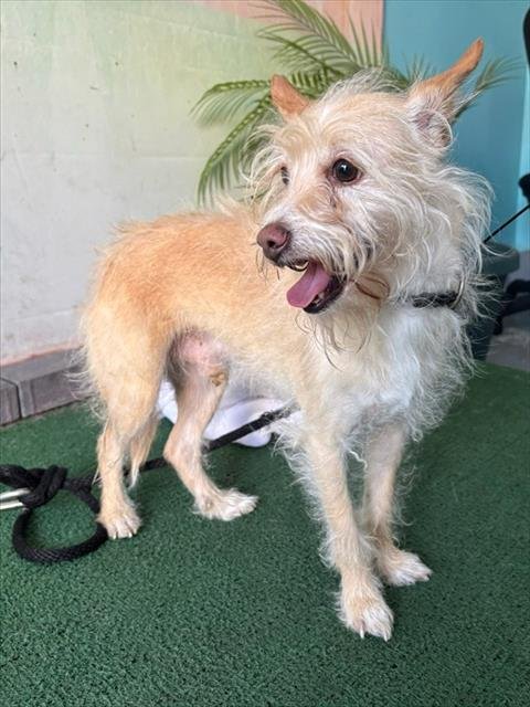 VLADIMIR - Terrier available for adoption