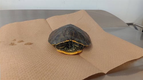 A5766143 - Turtle available for adoption