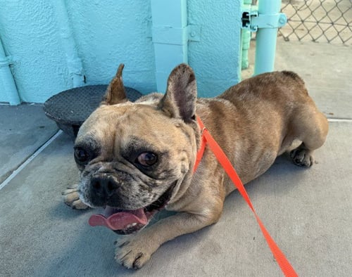 KING - French Bulldog available for adoption