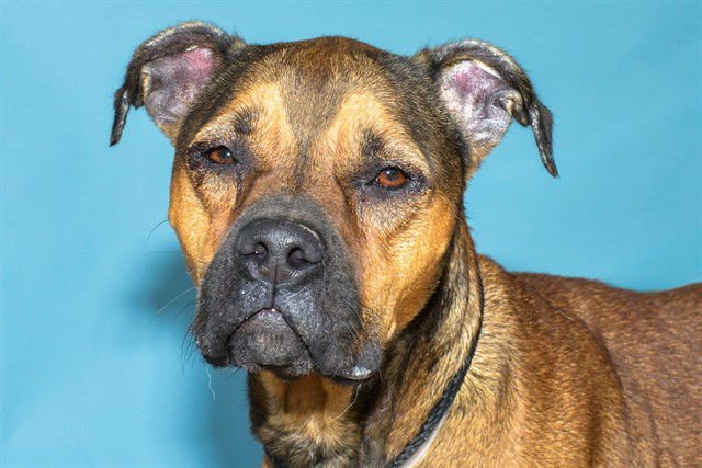 NOVA JINX - Labrador Retriever available for adoption