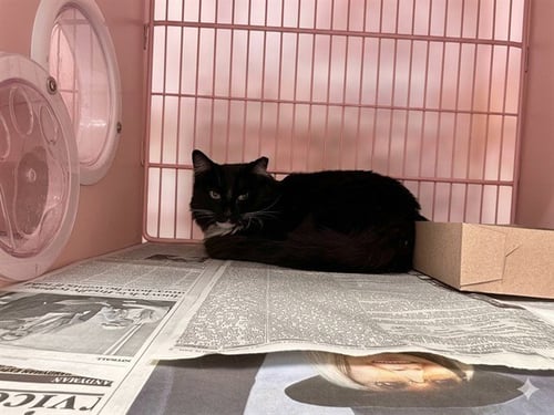 LITTEN - Domestic Medium Hair available for adoption