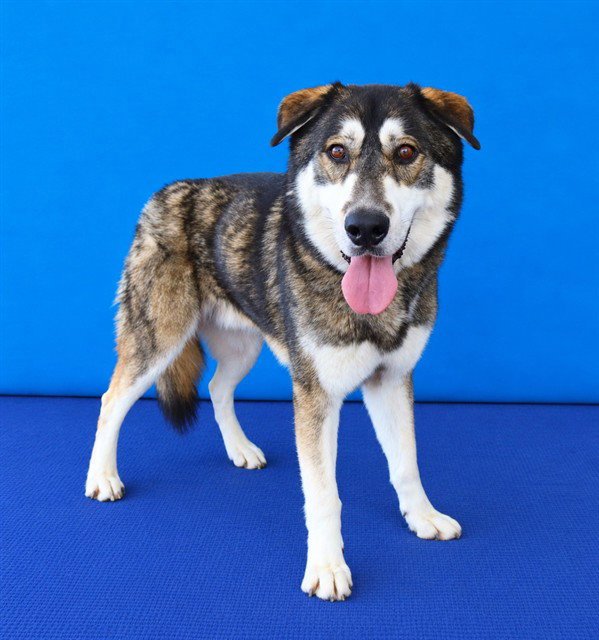 HACHI Image