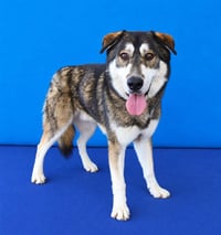 HACHI - Photo 1