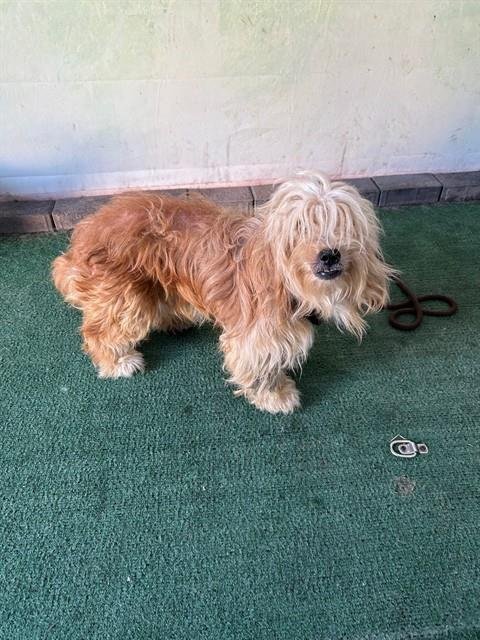 CYRUS - Terrier available for adoption