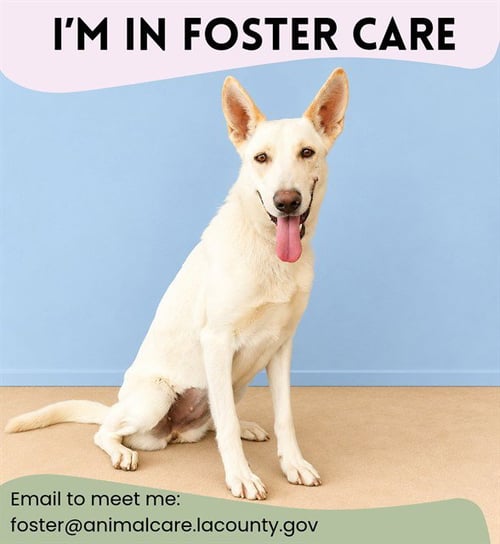 ELLEN - Carolina Dog / Jindo (Korean) available for adoption