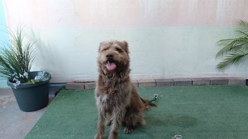 ARNOLD - Terrier available for adoption