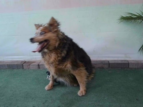 ATHENA - Australian Shepherd available for adoption
