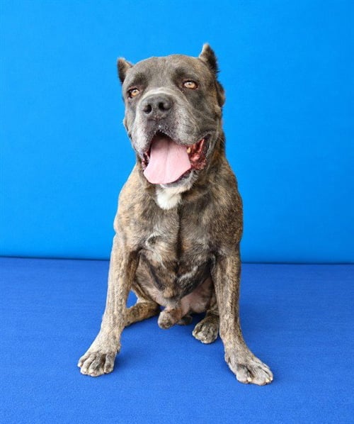FEZZIK - Cane Corso Mastiff available for adoption