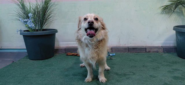 ARIES - Papillon available for adoption