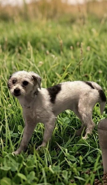 ARIEL - Terrier available for adoption