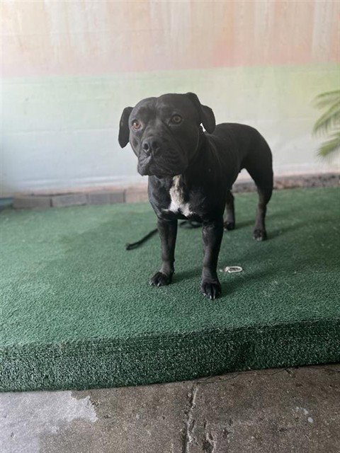 BABY - Pit Bull Terrier available for adoption