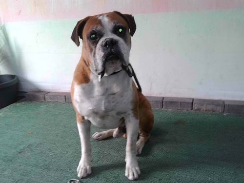 LT - Boxer available for adoption