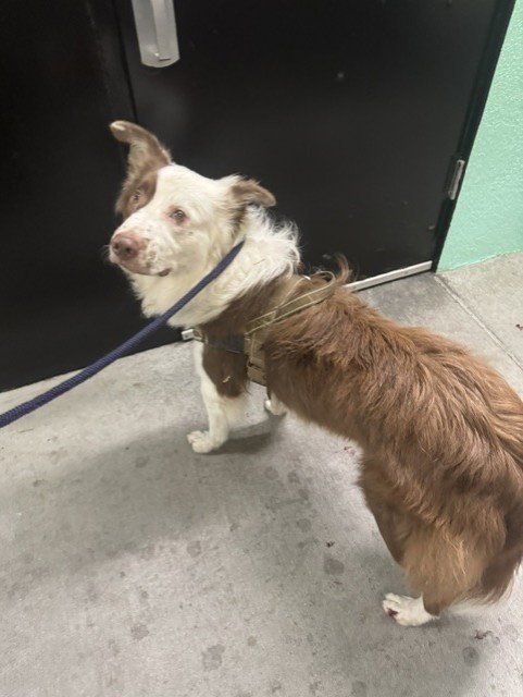 A5805359 - Australian Shepherd available for adoption