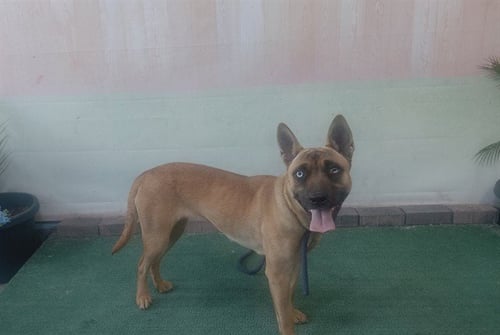 EMERALD - German Shepherd Dog available for adoption
