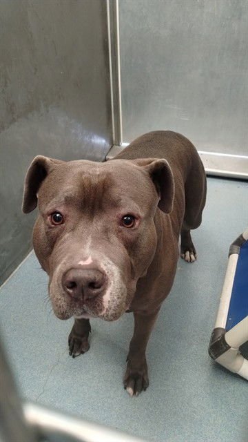 BLUE - Pit Bull Terrier available for adoption