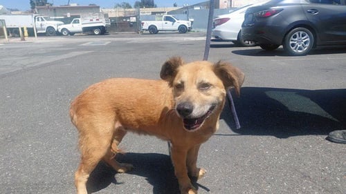 AMORE - German Shepherd Dog available for adoption