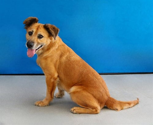 AMORE - Chow Chow available for adoption
