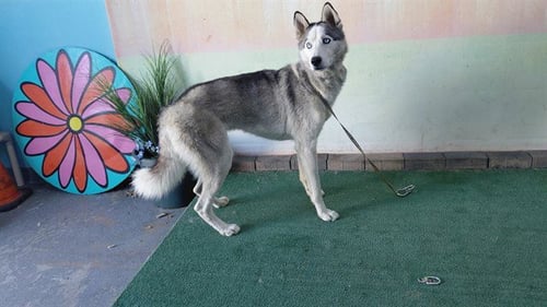 DRAX - Siberian Husky available for adoption