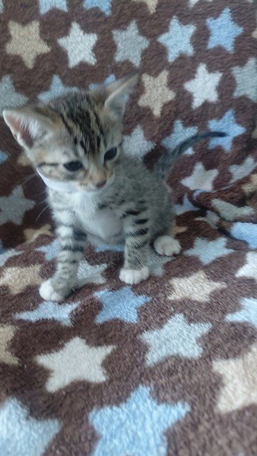 A5797112 - Domestic Short Hair available for adoption