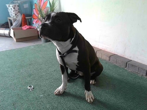 TAWNY - Pit Bull Terrier available for adoption