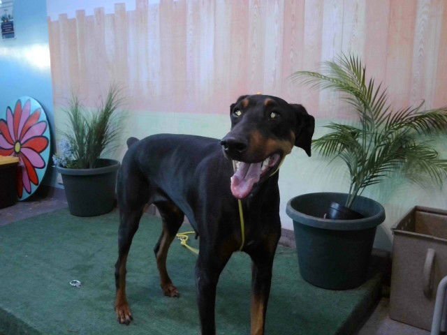 RUBY - Doberman Pinscher available for adoption