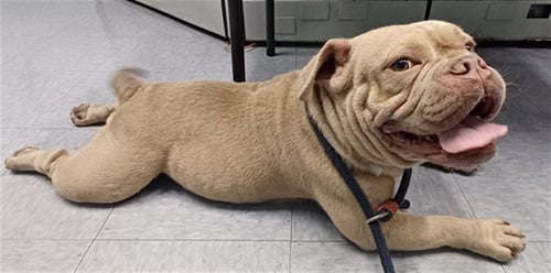 ART - English Bulldog available for adoption