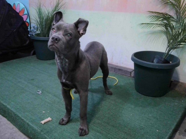 COCO - Pit Bull Terrier available for adoption