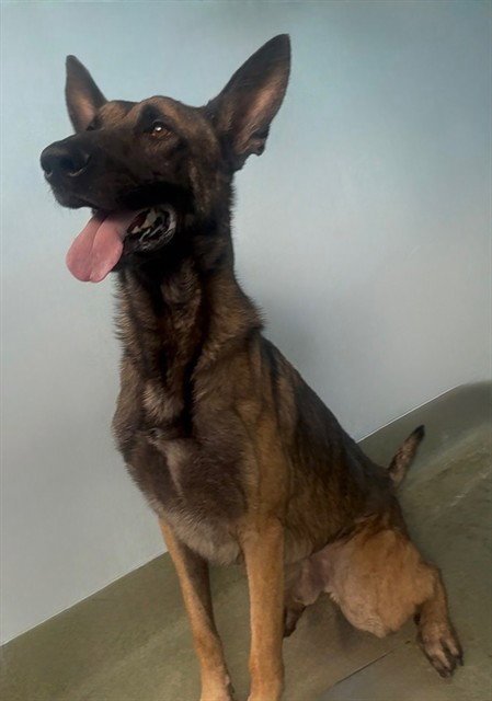 BOBA - Belgian Shepherd Malinois available for adoption