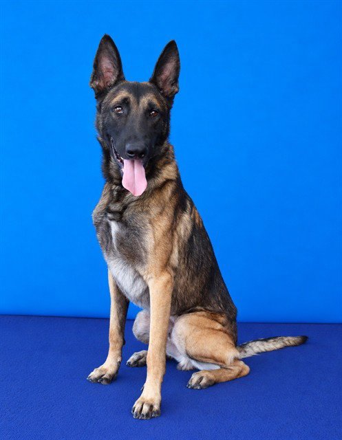 BOBA - Belgian Shepherd Malinois available for adoption