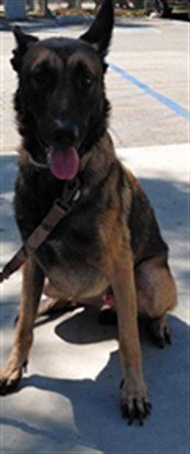 BOBA - Belgian Shepherd Malinois available for adoption