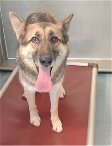 DAKOTA - German Shepherd Dog available for adoption