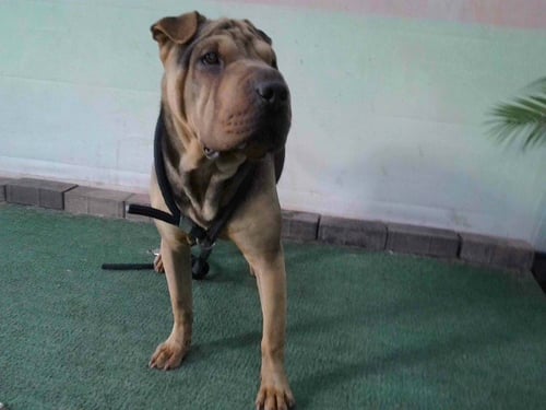 LAYLA - Chinese Shar-Pei available for adoption