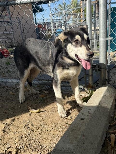 YIPPEE - Siberian Husky available for adoption