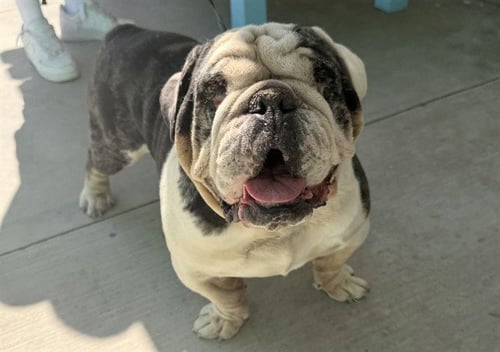 A5803446 - English Bulldog available for adoption