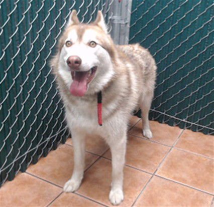 BEAR - Siberian Husky available for adoption