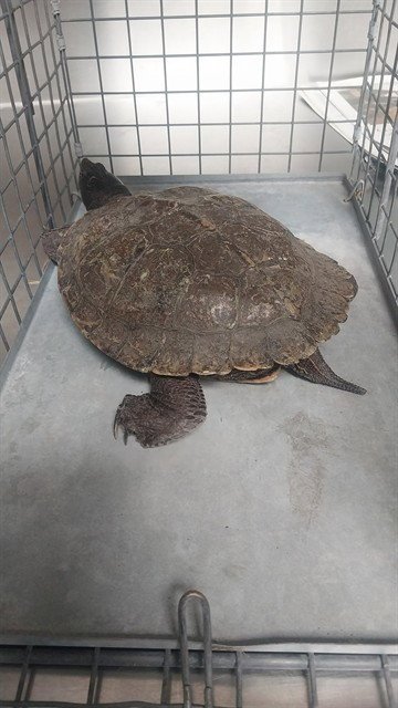 A5766667 - Turtle available for adoption