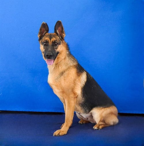 LUCY - German Shepherd Dog available for adoption