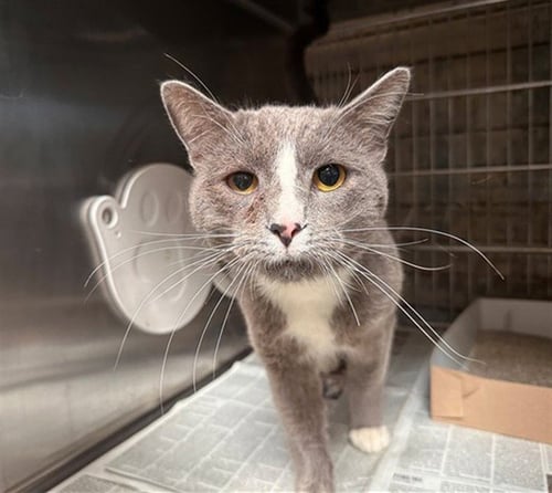 THORN - Domestic Short Hair available for adoption