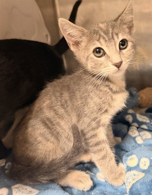 AMY - Domestic Short Hair available for adoption