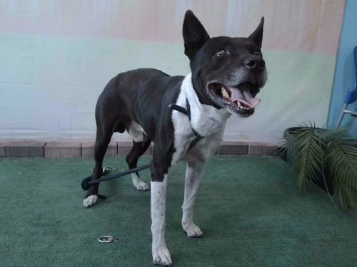 HARRISON - Pit Bull Terrier / German Shepherd Dog available for adoption