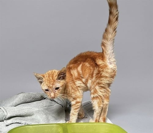 A5801994 - Domestic Short Hair available for adoption