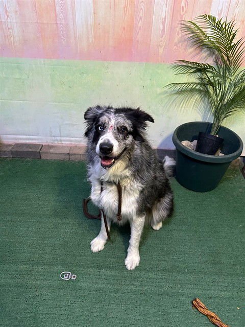 COCO CHANEL - Australian Shepherd available for adoption