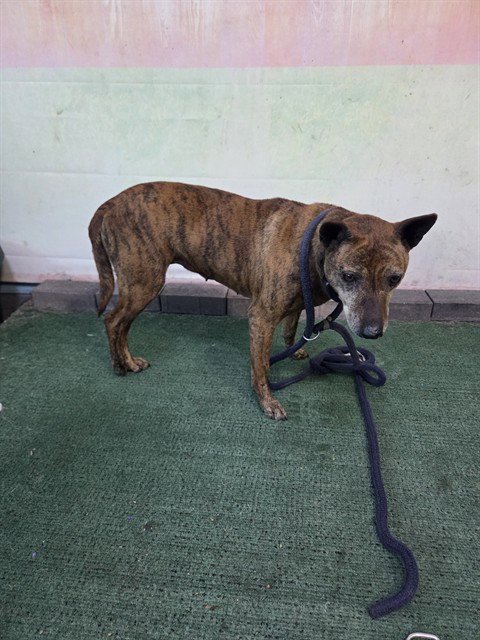 PETUNIA - Terrier available for adoption