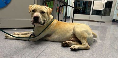 A5804658 - Pit Bull Terrier available for adoption