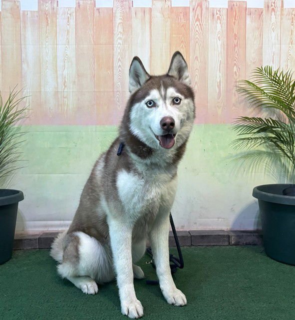 FRANCO - Siberian Husky available for adoption